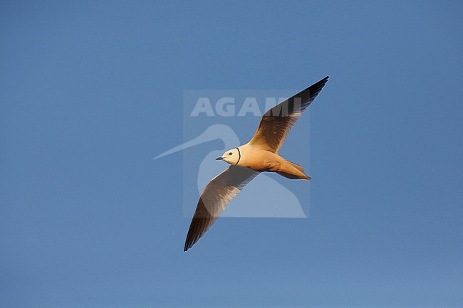 Adult Ross's Gull (Rhodostethia rosea) in summer plumage at a breeding colony in the Indigirka delta on the tundra of Siberia, Russia. stock-image by Agami/Chris van Rijswijk,