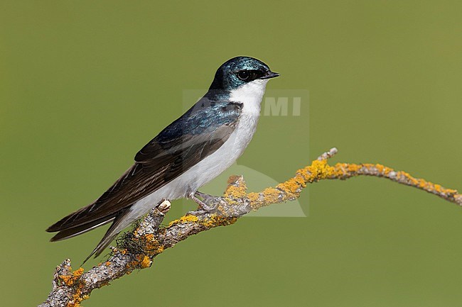 Adult male
Kamloops, British Columbia
June 2015 stock-image by Agami/Brian E Small,