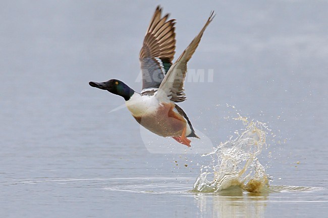 Mannetje Slobeend in de vlucht; Male European Shoveler in flight stock-image by Agami/Daniele Occhiato,