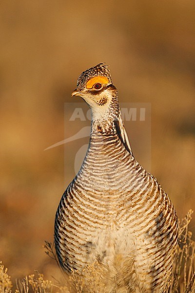 Adult male
Roosevelt Co., NM
April 2006 stock-image by Agami/Brian E Small,