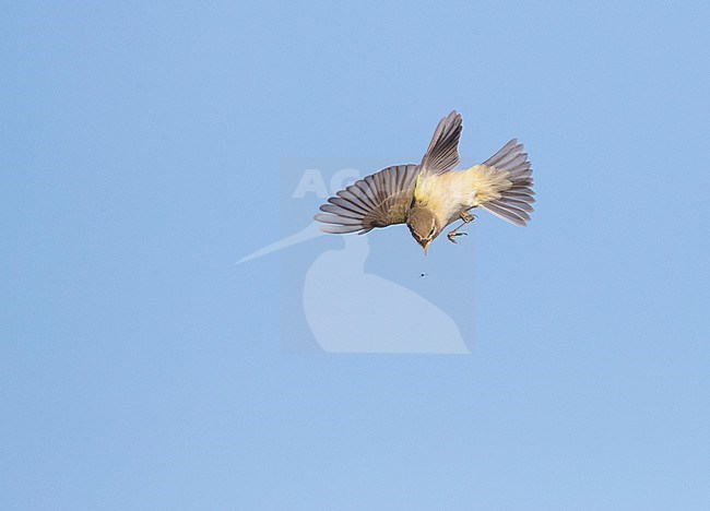 Common Chiffchaff (Phylloscopus collybita) catching an insect in mid air along the Black sea coast of Bulgaria, next to Durankulak lake, during autumn migration. stock-image by Agami/Marc Guyt,