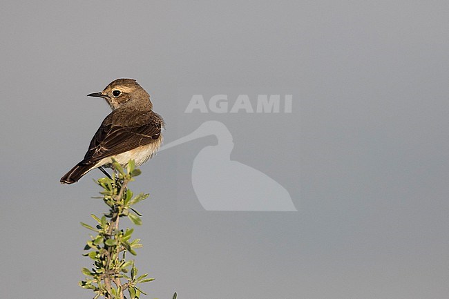 Pied Wheatear (Oenanthe pleschanka) in Tajikistan, female. stock-image by Agami/Ralph Martin,