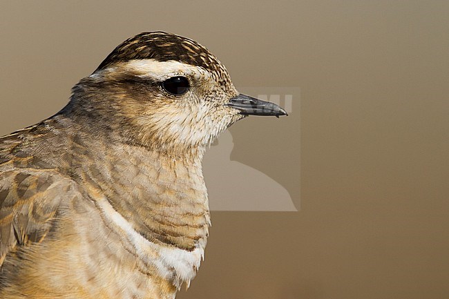 Eurasian Dotterel - Mornellregenpfeifer - Charadrius morinellus, Switzerland, adult stock-image by Agami/Ralph Martin,