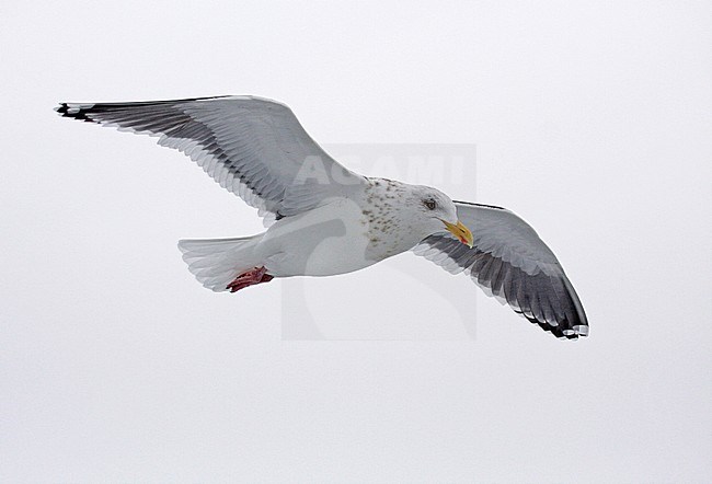 Adult Slaty-backed Gull (Larus schistisagus) wintering in Japan. stock-image by Agami/Pete Morris,