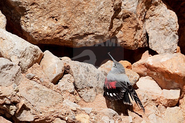 Rotskruiper foeragerend tegen rotswand; Wallcreeper foraging against cliff stock-image by Agami/Markus Varesvuo,