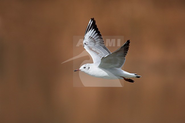 Kokmeeuw onvolwassen vliegend; Black-headed Gull juvenile flying stock-image by Agami/Daniele Occhiato,