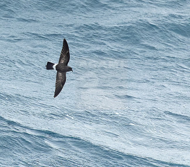 Gough Black-bellied Storm-Petrel (Fregetta tropica melanoleuca) in the Southern Atlantic Ocean, around the Tristan da Cunha and Gough islands. Also called White-bellied Black-bellied Storm Petrel. stock-image by Agami/Martijn Verdoes,