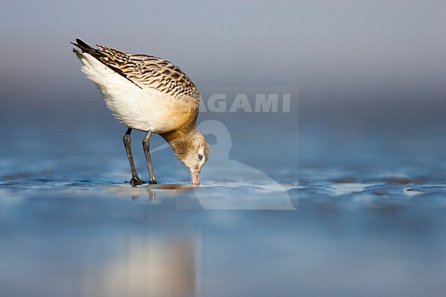 Rosse Grutto zoekt voedsel op het strand; Bar-tailed Godwit foraging at the beach stock-image by Agami/Menno van Duijn,