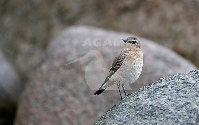 Northern Wheatear, Oenanthe oenanthe, 1stW during migration at Hyllekrog, Denmark stock-image by Agami/Helge Sorensen,