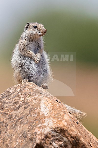 Barbary Ground Squirrel (Atlantoxerus getulus), adult sitting on a rock in Morocco stock-image by Agami/Saverio Gatto,