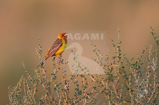 Red-headed Bunting - Braunkopfammer - Emberiza bruniceps, Kazakhstan, adult male stock-image by Agami/Ralph Martin,