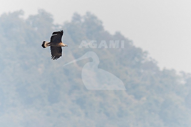 Adult Pallas's Fish-eagle (Haliaeetus leucoryphus) in flight. An endangered bird of prey. stock-image by Agami/Marc Guyt,