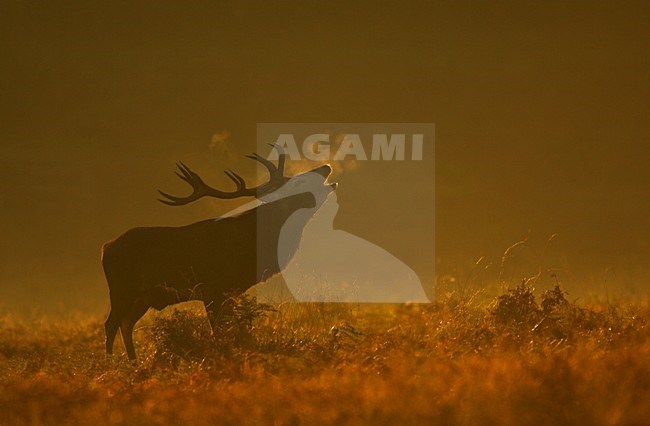 Edelhert in bronsttijd in vroege ochtend, Red Deer in ruttingtime at dawn stock-image by Agami/Danny Green,