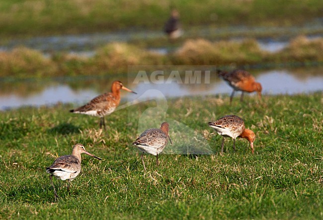 Groep Grutto's foeragerend op het Landje van Geijsel; Flock of Black-tailed Godwit foraging in Dutch meadow stock-image by Agami/Marc Guyt,