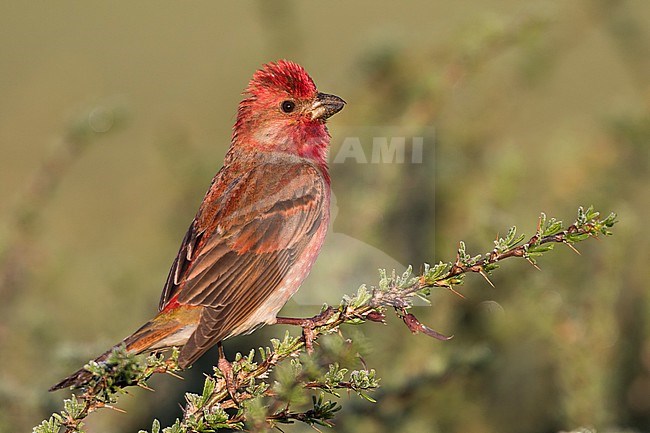 Common Rosefinch - Karmingimpel - Carpodacus erythrinus ssp. ferghanensis, Kyrgyzstan, adult male stock-image by Agami/Ralph Martin,