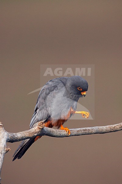 Roodpootvalk, Red-Footed Falcon, Falco vespertinus stock-image by Agami/Jari Peltomäki,