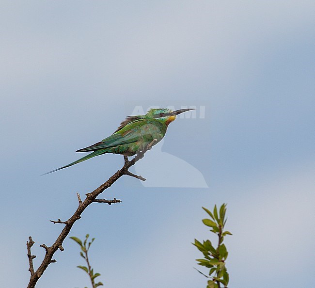 Vagrant Blue-cheeked bee-eater (Merops persicus) perched in a treetop in Spain. Possible of the African subspecies chrysocercus. stock-image by Agami/Rafael Armada,