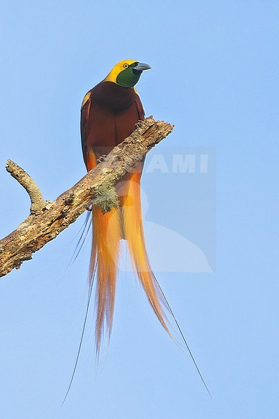 Lesser Bird-of-Paradise (Paradisaea minor) Displaying on a branch in Papua New Guinea stock-image by Agami/Dubi Shapiro,