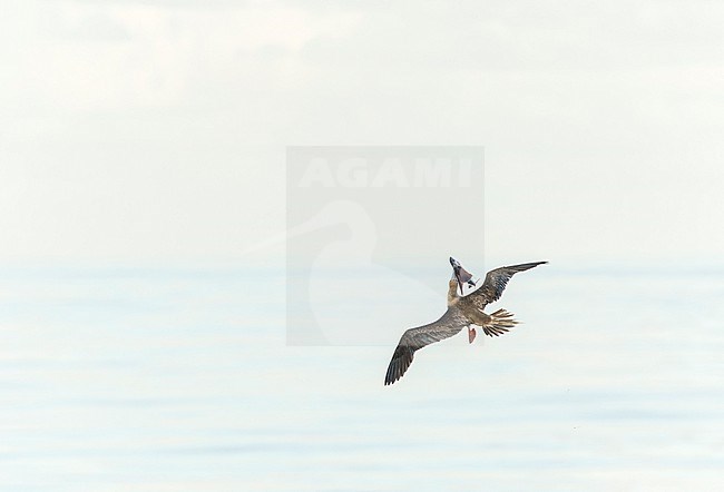 Red-footed booby (Sula sula rubripes) at sea in the Pacific Ocean, around the Solomon Islands. Catching a flying fish in flight. stock-image by Agami/Marc Guyt,