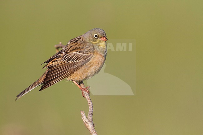 Ortolan Bunting - Ortolan - Emberiza hortulana, Kazakhstan, adult male stock-image by Agami/Ralph Martin,