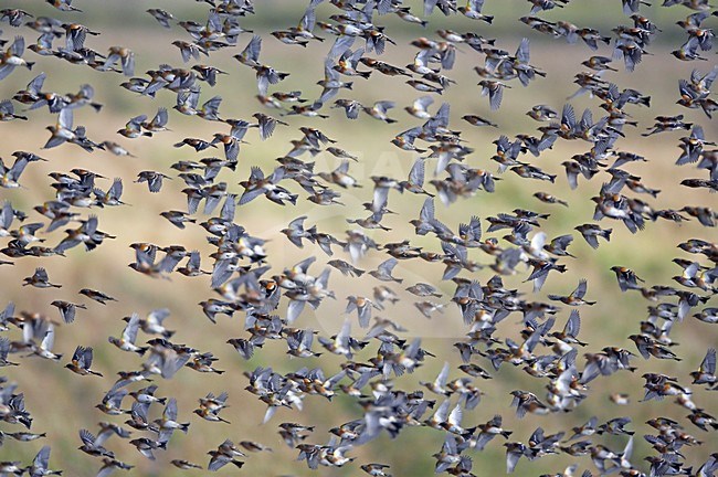 Zwerm Kepen; Flock of Brambling stock-image by Agami/Markus Varesvuo,