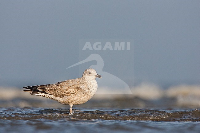 Zilvermeeuw juveniel staand in branding; Herring Gull juvenile standing in surf stock-image by Agami/Menno van Duijn,