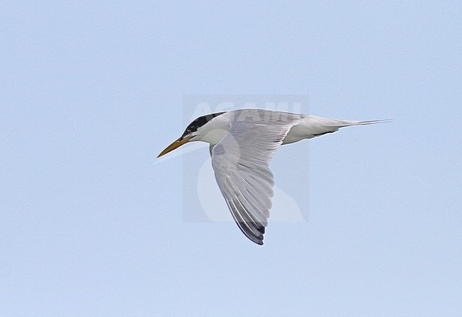 Cayenne Tern (Thalasseus eurygnathus) in flight stock-image by Agami/Pete Morris,