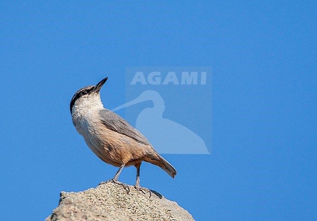 Western Rock Nuthatch (Sitta neumayer) in breeding habitat on the Greek island of Lesvos. Standing on a rock, looking up. stock-image by Agami/Marc Guyt,