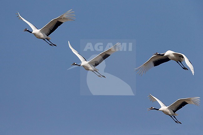 Chinese Kraanvogel in vlucht; Red-crowned Crane in flight stock-image by Agami/Daniele Occhiato,