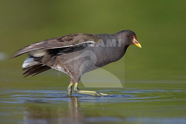 Common Moorhen, Immature walking, Campania, Italy stock-image by Agami/Saverio Gatto,