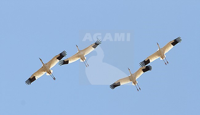 Ernstig bedreigde Siberische Witte Kraanvogels in Chinese overwinteringsgebied; CRITICALLY ENDANGERED Siberian Cranes (Leucogeranus leucogeranus) in Chinese wintering area stock-image by Agami/James Eaton,