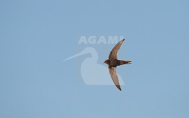 Hybrid Little x White-rumped Swift (Apus affinis x caffer) in flight at Little Swift colony in harbour of Chipiona, Andalusia, Spain stock-image by Agami/Helge Sorensen,