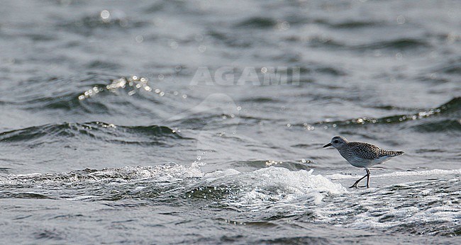 Zilverplevier ruiend naar zomerkleed, Grey Plover moulting to summerplumage stock-image by Agami/Markus Varesvuo,