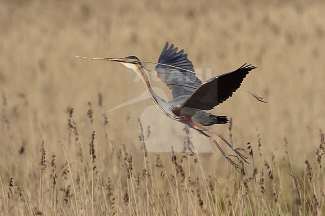 Purperreiger vliegend boven broedplaats; Purple Heron flying above nesting site stock-image by Agami/Arie Ouwerkerk,