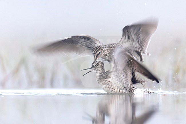 Two fighting Wood Sandpipers (Tringa glareola) in Italy. stock-image by Agami/Daniele Occhiato,