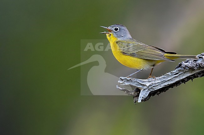 Adult Nashville Warbler (Leiothlypis ruficapilla) in North-America. Singing male. stock-image by Agami/Dubi Shapiro,