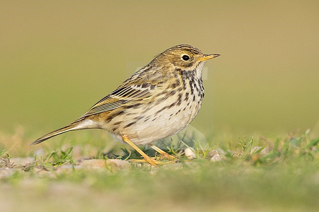 Meadow Pipit (Anthus pratensis), side view of an individual standing on the ground, Campania, Italy stock-image by Agami/Saverio Gatto,