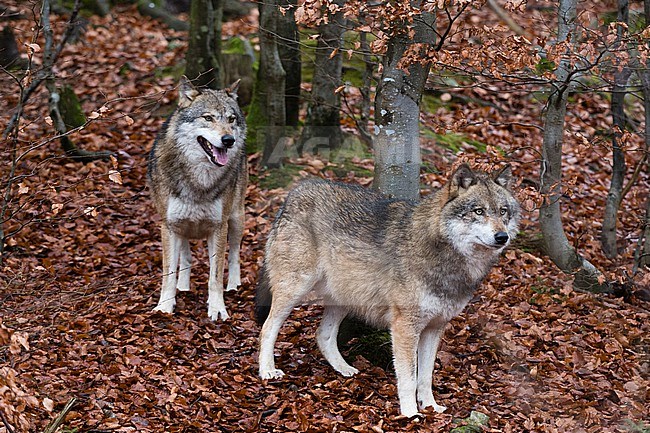 Portrait of two gray wolves, Canis lupus, in fallen leaves in a forest. Bayerischer Wald National Park, Bavaria, Germany. stock-image by Agami/Sergio Pitamitz,