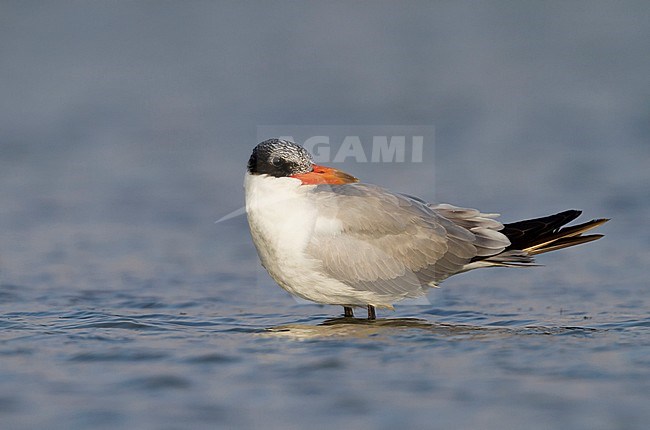 Caspian Tern - Raubseeschwalbe - Hydroprogne caspia, Oman, 2nd cy stock-image by Agami/Ralph Martin,