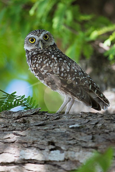 Burrowing Owl (Athene cunicularia) stock-image by Agami/Dubi Shapiro,
