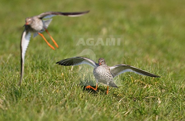 Tureluurs vechtend in gras; Common Redshanks fighting in gras stock-image by Agami/Hans Gebuis,