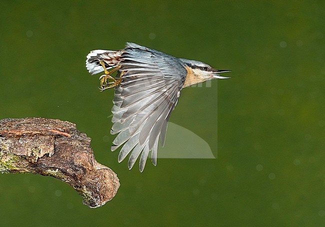 Eurasian Nuthatch; Boomklever stock-image by Agami/Alain Ghignone,