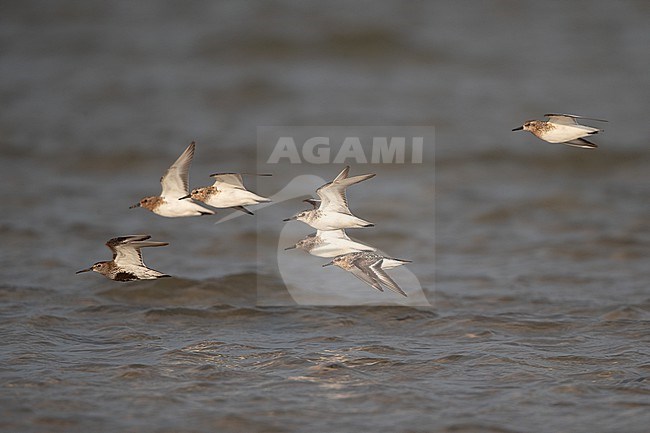 Flock of adult Sanderling (Calidris alba) flying over water during migration at Blåvandshuk, Denmark stock-image by Agami/Helge Sorensen,