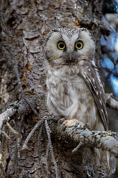 Ruigpootuil in denneboom; Boreal owl in pine tree stock-image by Agami/Markus Varesvuo,