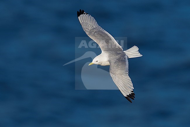 Adult Black-legged Kittiwake (Rissa tridactyla) in flight over the Atlantic ocean off the coast of Iceland. stock-image by Agami/Daniele Occhiato,