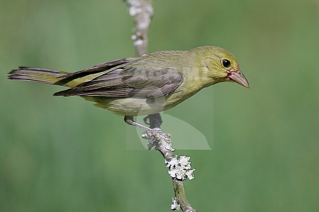 Vrouwtje Zwartvleugeltangare, Female Scarlet Tanager stock-image by Agami/Brian E Small,