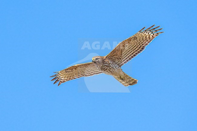 Immature
Colusa Co., CA
January 2023 stock-image by Agami/Brian E Small,