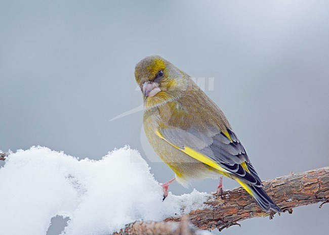 Groenling in de winter; Greenfinch in winter stock-image by Agami/Markus Varesvuo,