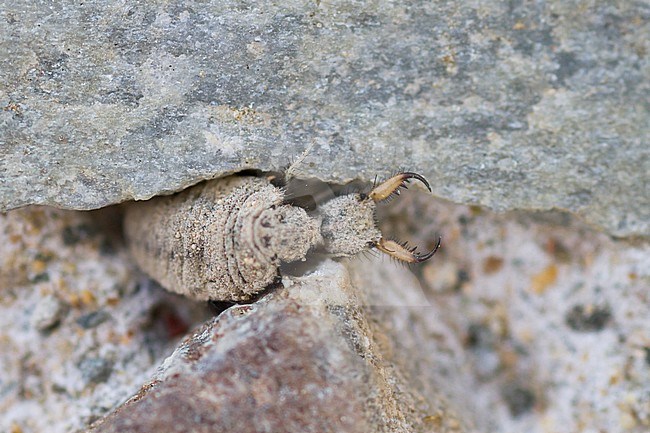 Antlion - Ameisenlöwe - Myrmeleontidae, Cyprus, larvae stock-image by Agami/Ralph Martin,