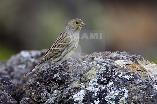 Atlantic Canary female perched on rock; Kanarie vrouw zittend op rots stock-image by Agami/Daniele Occhiato,